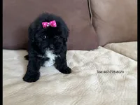 Dell, a female Maltese and Morkie for sale in Orlando, FL – 5 of 6