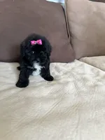 Dell, a female Maltese and Morkie for sale in Orlando, FL – 1 of 6