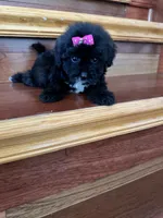 Dell, a female Maltese and Morkie for sale in Orlando, FL – 2 of 6