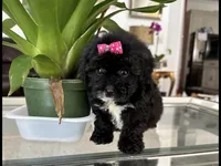 Dell, a female Maltese and Morkie for sale in Orlando, FL – 6 of 6
