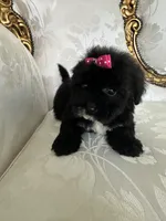 Dell, a female Maltese and Morkie for sale in Orlando, FL – 3 of 6