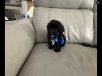 Max, a female Maltese and Morkie for sale in Orlando, FL – 3 of 3