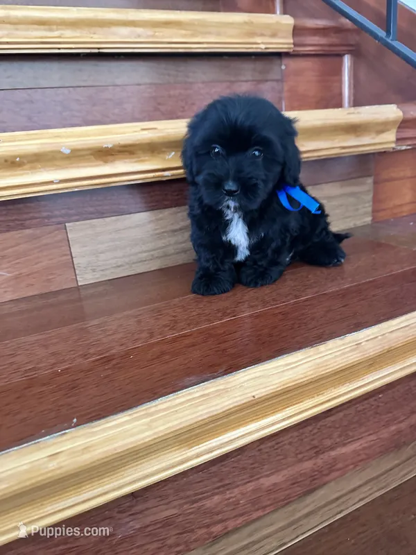 Dino – Maltese, Morkie puppy for sale in Orlando, FL