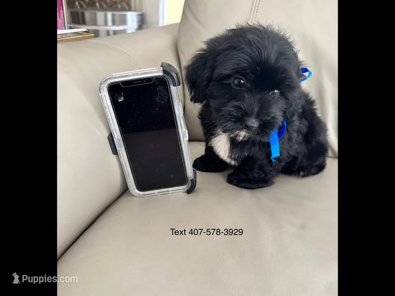 Dino – Maltese, Morkie puppy for sale in Orlando, FL