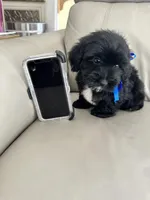 Dino, a male Maltese and Morkie for sale in Orlando, FL – Photo 2 of 3