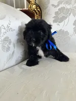 Dino, a male Maltese and Morkie for sale in Orlando, FL – Photo 3 of 3