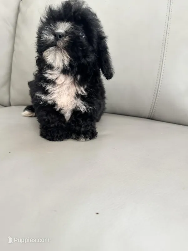 Dino – Maltese, Morkie puppy for sale in Orlando, FL