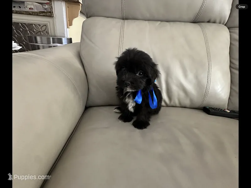 Max – Maltese, Morkie puppy for sale in Orlando, FL