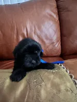 Oreo, a male Maltese and Morkie for sale in Orlando, FL – 2 of 2