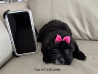 Delta, a female Maltese and Morkie for sale in Orlando, FL – Photo 4 of 4