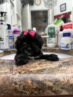 Delta, a female Maltese and Morkie for sale in Orlando, FL – Photo 3 of 4