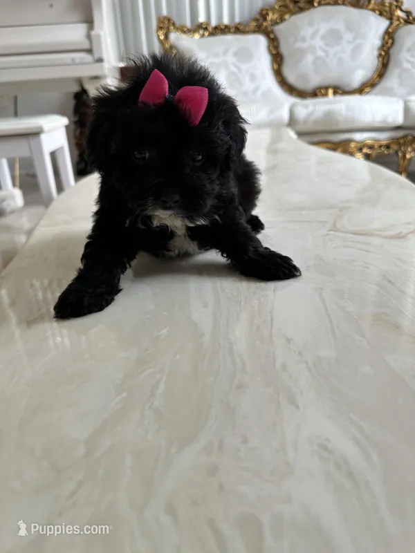 Delta – Maltese, Morkie puppy for sale in Orlando, FL