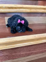 Delta, a female Maltese and Morkie for sale in Orlando, FL – Photo 2 of 4