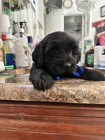 Echo, a male Maltese and Morkie for sale in Orlando, FL – Photo 3 of 4