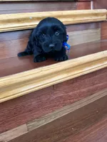 Echo, a male Maltese and Morkie for sale in Orlando, FL – Photo 2 of 4