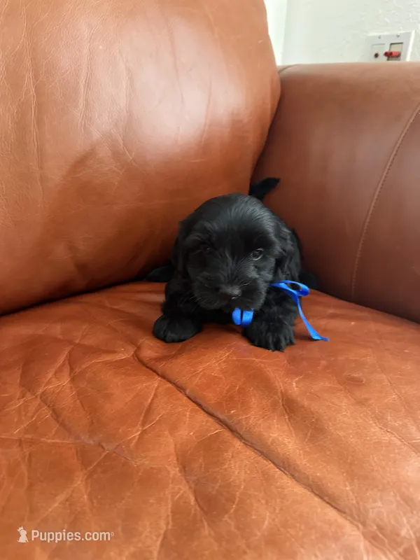 Echo – Maltese, Morkie puppy for sale in Orlando, FL