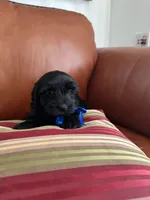 Echo, a male Maltese and Morkie for sale in Orlando, FL – Photo 4 of 4