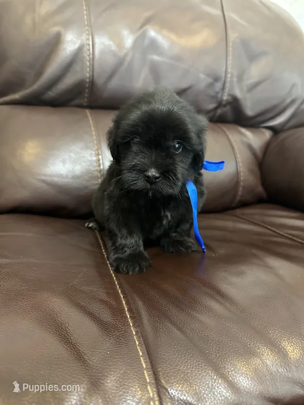 Oreo – Maltese, Morkie puppy for sale in Orlando, FL