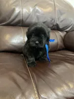 Oreo, a male Maltese and Morkie for sale in Orlando, FL – 1 of 2