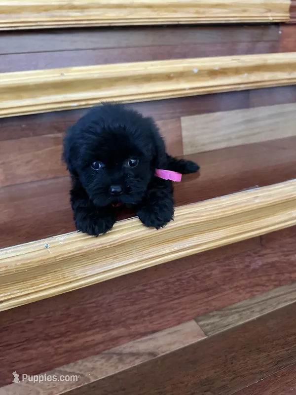 Nova – Maltese, Morkie puppy for sale in Orlando, FL