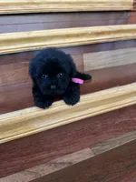 Nova, a female Maltese and Morkie for sale in Orlando, FL – 1 of 5