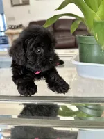 Nova, a female Maltese and Morkie for sale in Orlando, FL – 2 of 5