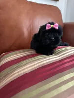 Nova, a female Maltese and Morkie for sale in Orlando, FL – Photo 3 of 3