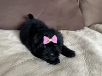 Nova, a female Maltese and Morkie for sale in Orlando, FL – Photo 2 of 3