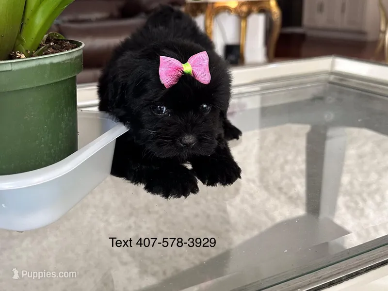 Nova – Maltese, Morkie puppy for sale in Orlando, FL