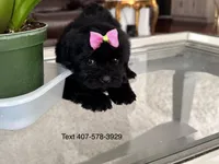 Nova, a female Maltese and Morkie for sale in Orlando, FL – Photo 1 of 3