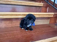 Max, a female Maltese and Morkie for sale in Orlando, FL – 2 of 3