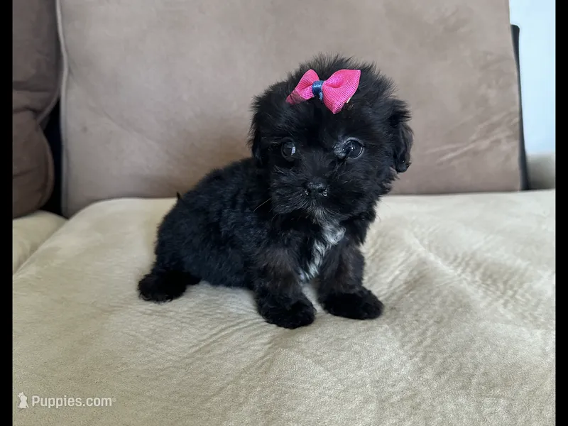 Lucy – Maltese, Morkie puppy for sale in Orlando, FL
