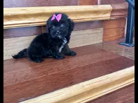 Lucy, a female Maltese and Morkie for sale in Orlando, FL – 2 of 2
