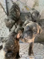 Frugs, a male French Bulldog and Pug for sale in Reno, NV – 2 of 9