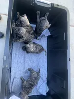 Frugs, a male French Bulldog and Pug for sale in Reno, NV – 3 of 9