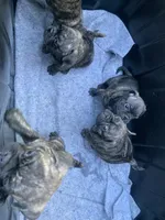 Frugs, a male French Bulldog and Pug for sale in Reno, NV – 6 of 9