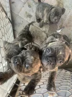 Frugs, a male French Bulldog and Pug for sale in Reno, NV – 7 of 9