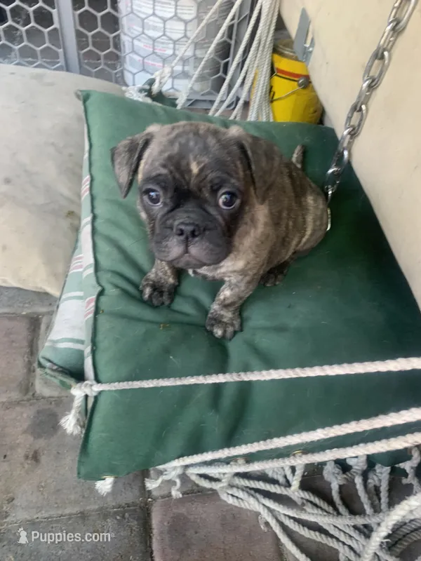 Frugs – French Bulldog, Pug puppy for sale in Reno, NV