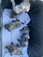 Frugs, a male French Bulldog and Pug for sale in Reno, NV – 9 of 9