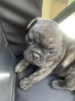 Frugs, a male French Bulldog and Pug for sale in Reno, NV – 5 of 9