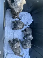 Frugs, a male French Bulldog and Pug for sale in Reno, NV – 4 of 9