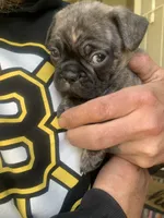 Frugs, a male French Bulldog and Pug for sale in Reno, NV – 8 of 9
