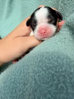 Tri-Color Male, a male Cavalier King Charles Spaniel for sale in Big Clifty, KY – 6 of 9