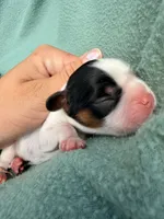 Tri-Color Male, a male Cavalier King Charles Spaniel for sale in Big Clifty, KY – 5 of 9