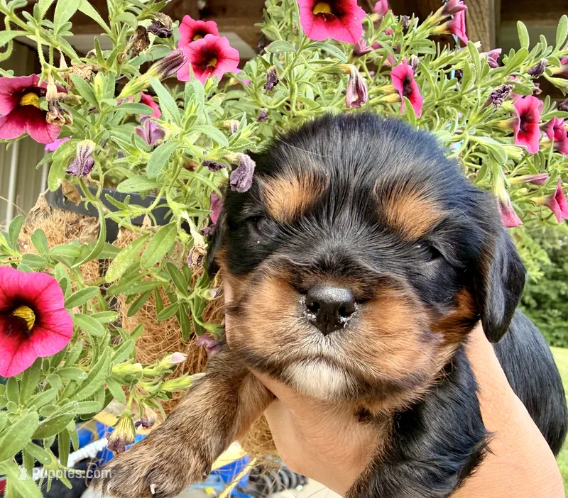 Black&Tan Male  – Cavalier King Charles Spaniel puppy for sale in Big Clifty, KY