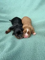 Black&Tan Male , a male Cavalier King Charles Spaniel for sale in Big Clifty, KY – 5 of 7