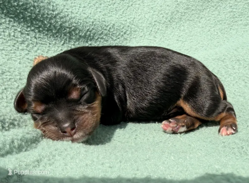 Black&Tan Male  – Cavalier King Charles Spaniel puppy for sale in Big Clifty, KY