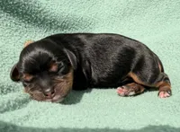 Black&Tan Male , a male Cavalier King Charles Spaniel for sale in Big Clifty, KY – 1 of 7
