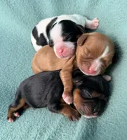 Tri-Color Male, a male Cavalier King Charles Spaniel for sale in Big Clifty, KY – 3 of 9