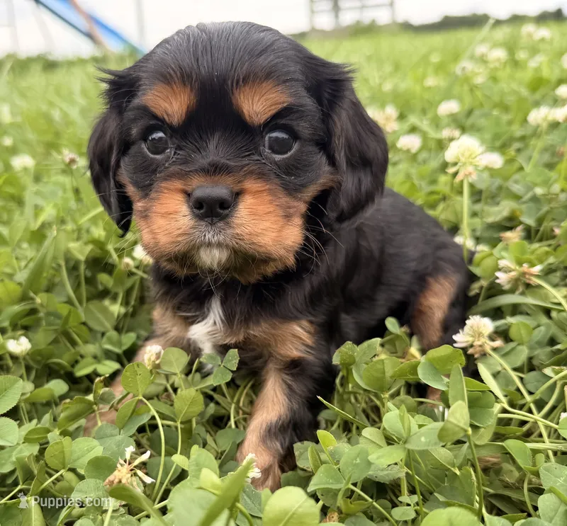 Black&Tan Male  – Cavalier King Charles Spaniel puppy for sale in Big Clifty, KY
